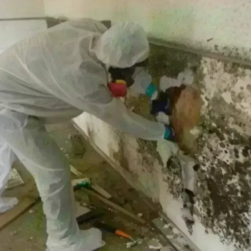 Mold Remediation and Removal in Rock Falls, IL